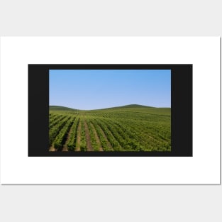 Rolling Vineyards Posters and Art